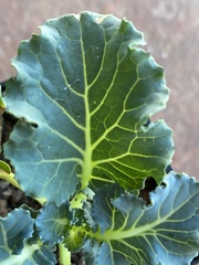 Brassica oleracea italica