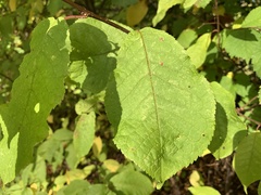Prunus padus