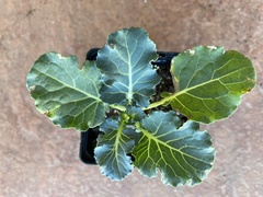 Brassica oleracea italica