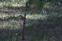 Spizella passerina
