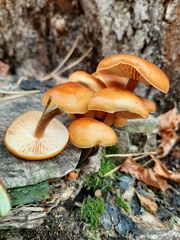 Flammulina velutipes