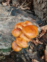 Flammulina velutipes