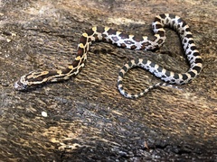 Pantherophis guttatus