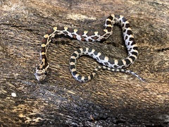Pantherophis guttatus