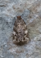 Archips mortuana