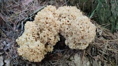 Sparassis crispa
