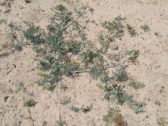Capnophyllum africanum
