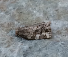 Archips mortuana