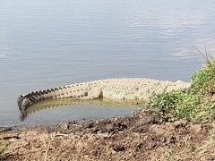 Crocodylus niloticus