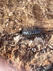 Oniscidea