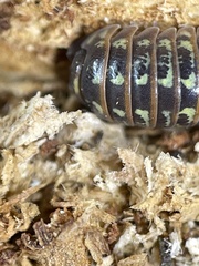 Oniscidea