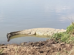 Crocodylus niloticus
