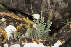 Astrolepis integerrima