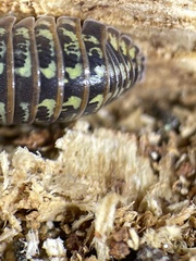 Oniscidea