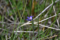 Sisyrinchium montanum