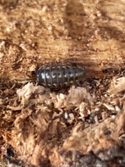 Oniscidea