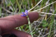 Sisyrinchium montanum