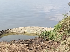 Crocodylus niloticus