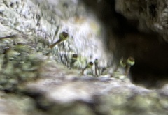 Chaenotheca chrysocephala