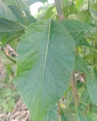 Magnoliopsida
