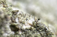 Chaenotheca chrysocephala
