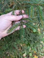 Picea