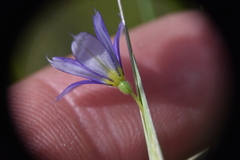 Sisyrinchium montanum