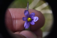 Sisyrinchium montanum
