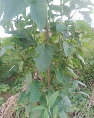 Magnoliopsida