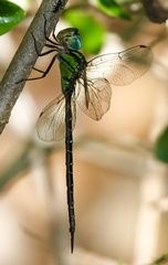 Triacanthagyna trifida