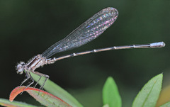 Coenagrionidae
