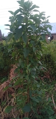 Magnoliopsida