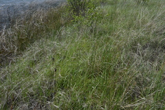 Sisyrinchium montanum