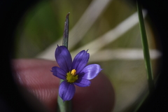 Sisyrinchium montanum