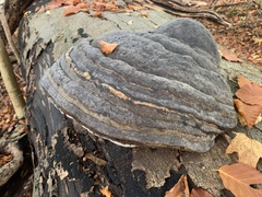 Fomes fomentarius