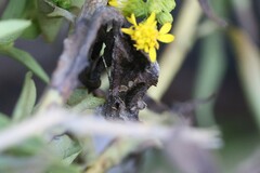 Chrysodeixis includens
