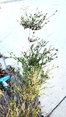 Verbena brasiliensis