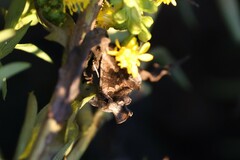 Chrysodeixis includens