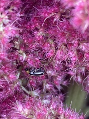 Acalymma trivittatum