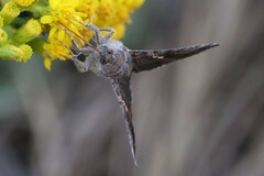 Chrysodeixis includens