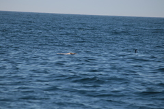 Hydrobates pelagicus