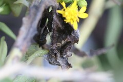 Chrysodeixis includens