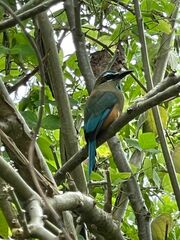 Eumomota superciliosa