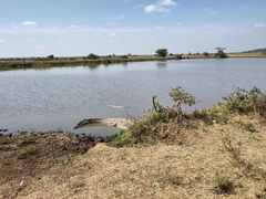 Crocodylus niloticus