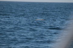 Hydrobates pelagicus