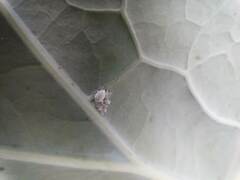 Brevicoryne brassicae