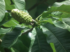 Magnolia officinalis