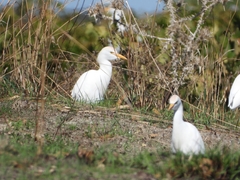 Bubulcus ibis