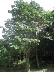 Magnolia officinalis