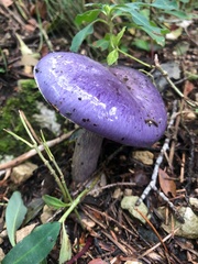 Cortinarius dibaphus